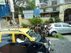 Sacred cows and taxi