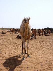 Camel