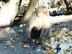 Monkey with a baby