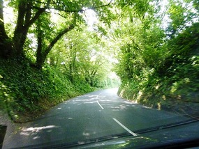 Leafy road