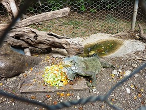 Iguana