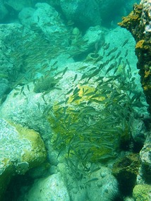 Fishies