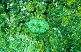 A camouflaged fish