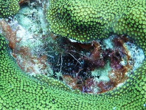 Arrow Crab
