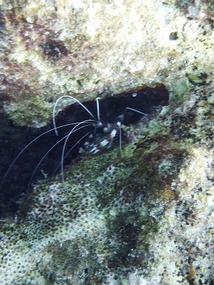 Tiny shrimp
