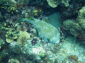 Porcupinefish