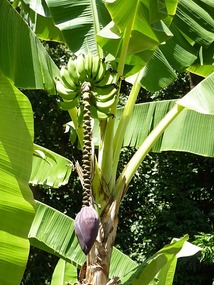 Banana