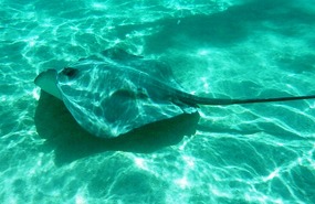 One stingray