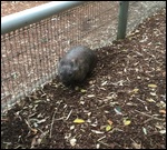 Good morningWombat!