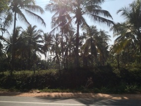 Coconut palms 