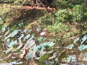 Lotus flowers.