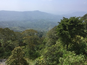 Sunrise over the jungle.