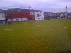 Field of rice
