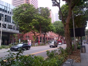Amazing trees in Orchard Road shopping area