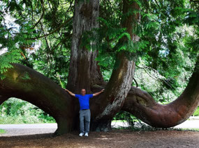 Western Red Cedar