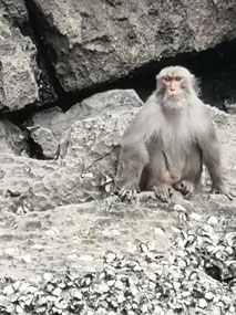 Monkey at the Bay
