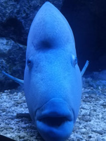 Big blue fish