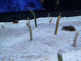 Eels