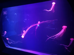 Jellyfish