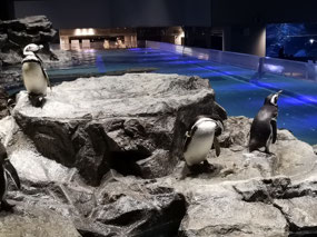 Penguins