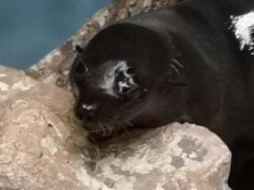 Seal