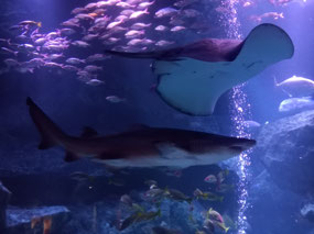 Shark & Stingray