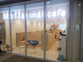 Cat Cafe