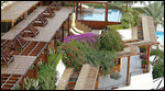 The garden