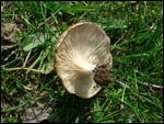 Greek Mushrooms