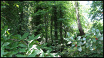  Lush greenery around the Old Bridge / Tsagkarada