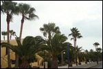 PALM TREES 