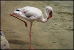A BEAUTIFUL FLAMINGO BY THE SALT LAKE