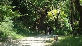 The path leading to the water springs 