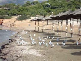 Approaching the seagulls at Kavouri