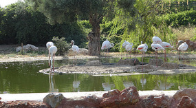 Life in the Zoo