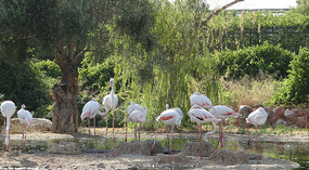 Life in the Zoo