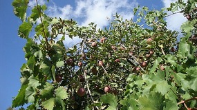 Apples 