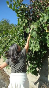 Evro is stretching to pick an apple