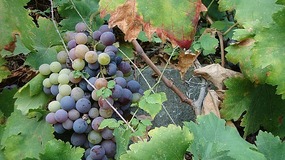 Grapes