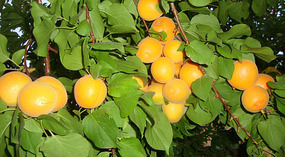The branch of fresh apricots from our garden.