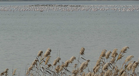 The Salt Lake in Larnaca 