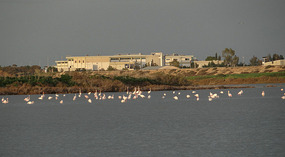 Flamingoes at Perivolia, Larnaca
