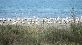A dwelling place for Aquatic birds -Chalkis