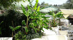 The Olive bay Cafe  -Horto