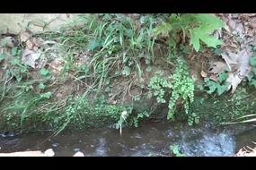 The sounds of nature  - Pelion