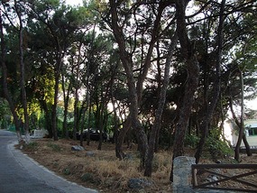 UNDER THE SHADOW OF HIGH TREES