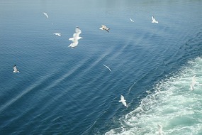 SEAGULLS PLAYING WITH US