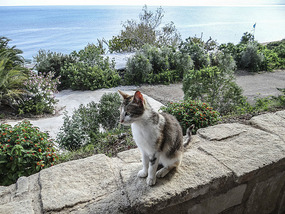 A friendly cat