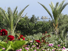 The garden