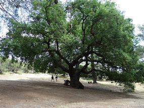 The 500-year old oak tree